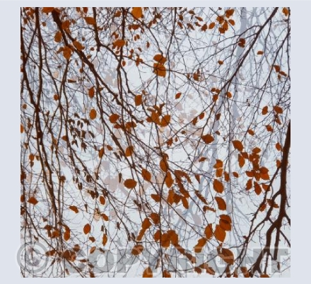 Beech Veil