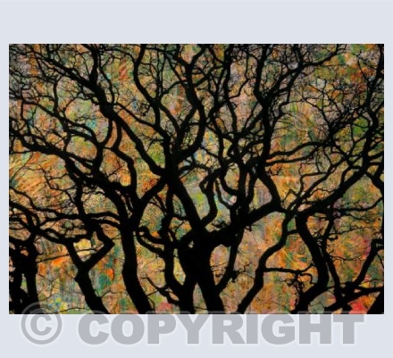 The Old Tree