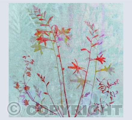 Crocosmia Abstract