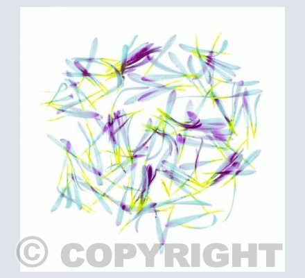 Petal Calligraphy