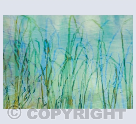 Winter Reeds