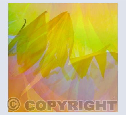 Sunflower Abstract 1