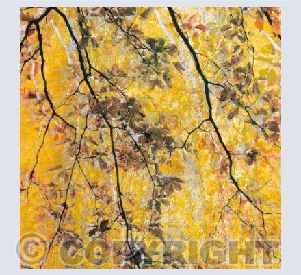 Nothing Gold Can Stay