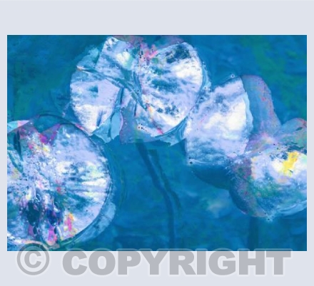 Water Lily Blues