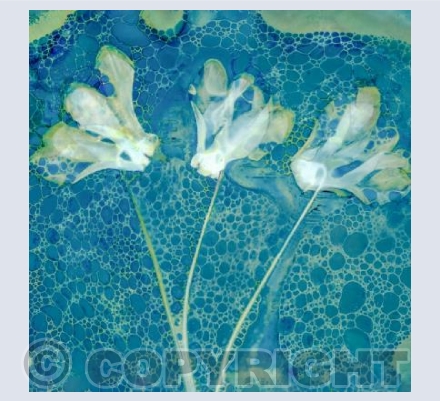 Trio of Cyclamen