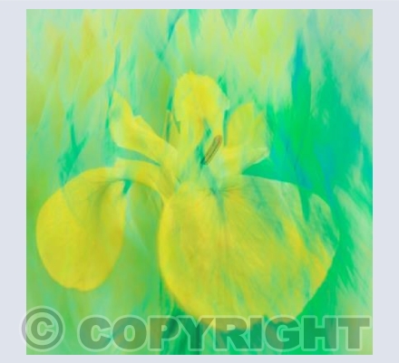 The Yellow Flag of Spring
