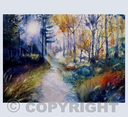 Forest Lights