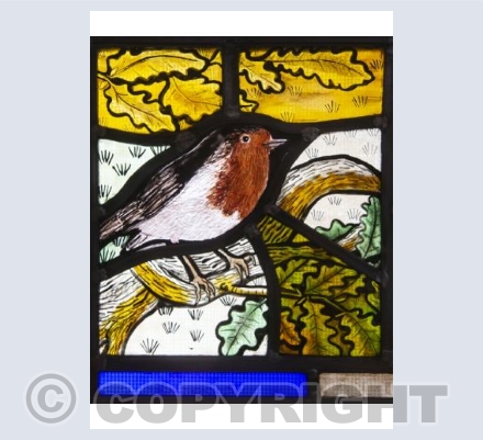 Robin in an oak tree