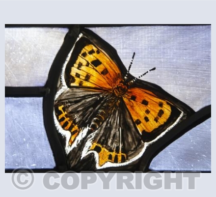 small copper butterfly