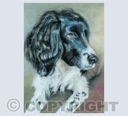 Dotty - English Springer Spaniel