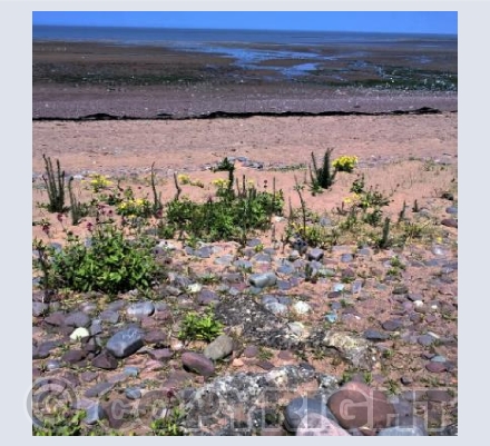 Beach Flora