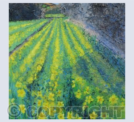 Along the Valley to the Daffodil Field