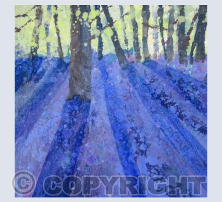 Bluebells.