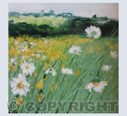 Daisies in a Meadow