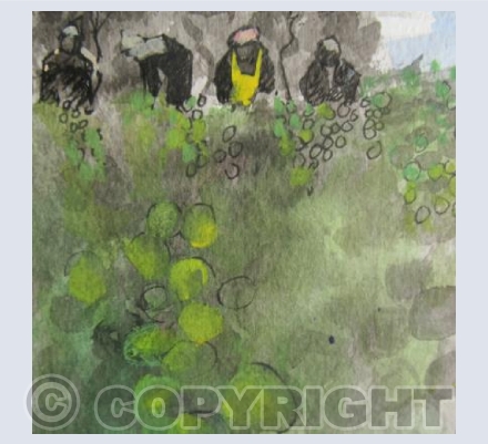 Brussel Sprouts Are Not Just For Christmas