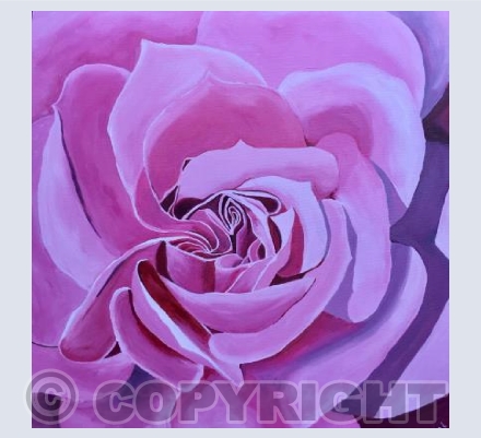 Rose in full bloom