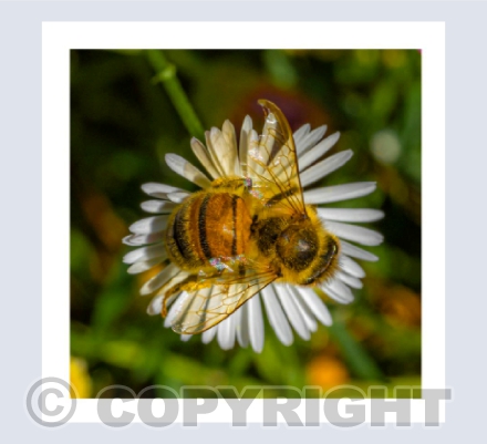 THE POLLEN GATHERER