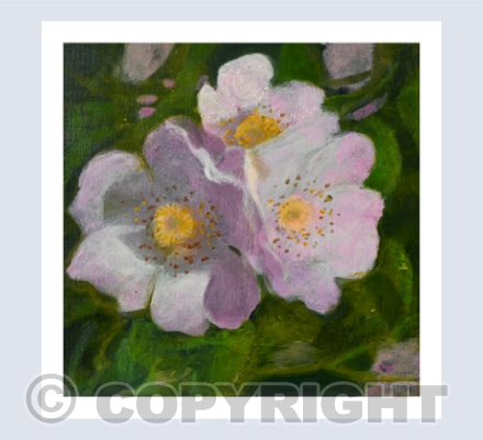 DOG ROSES