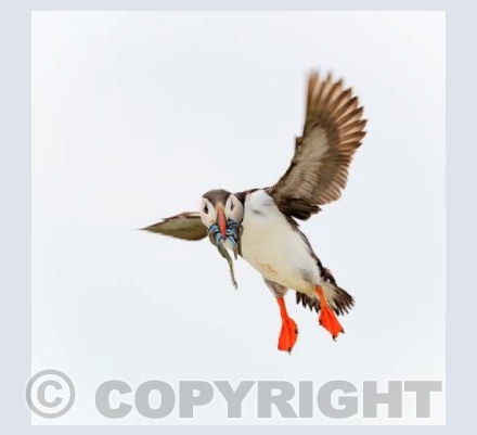 Puffin Ready to Land