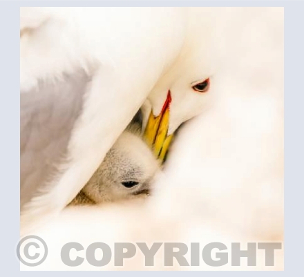 Kittiwake Love