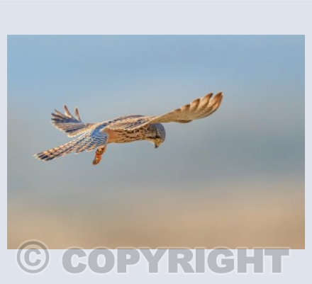 Kestrel Focusing in