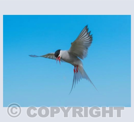 Arctic Tern on Blue Sky