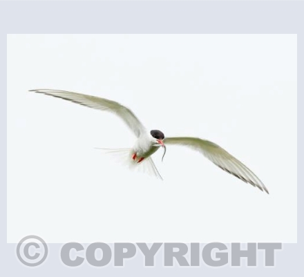 Arctic Tern in Cloud