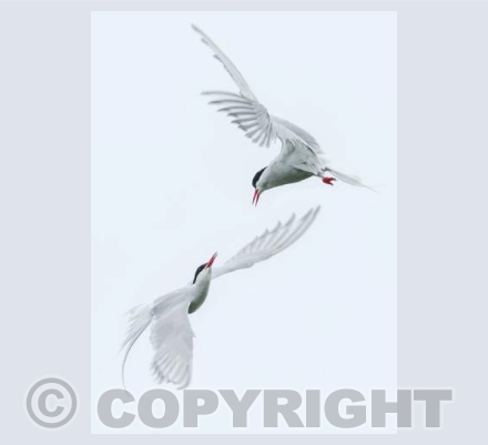 Skydance Arctic Terns
