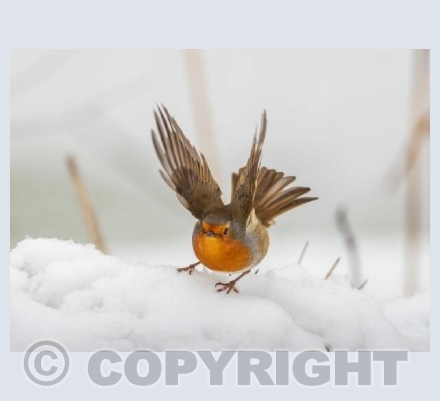 Robin Ready For Takeoff