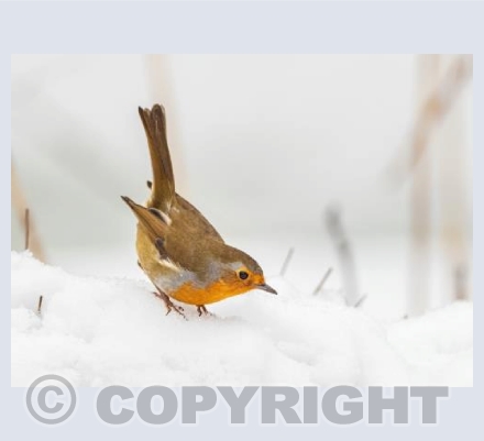 Robin on High Alert