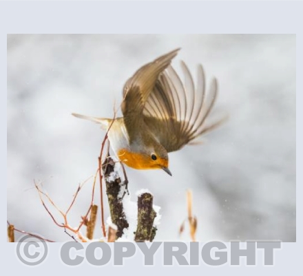 Winter Robin through Lockdown