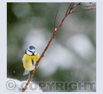 Blue Tit Looking On