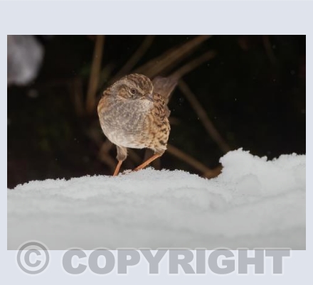 Dunnock Comes Out of the Shadows