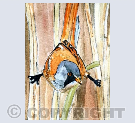 Bearded Tit