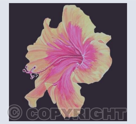 Mallow Rose square card