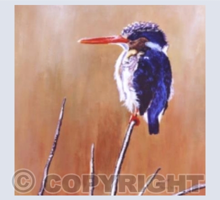 Malachite Kingfisher