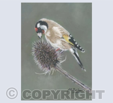 Goldfinch