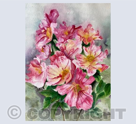Candy Stripe Rose 