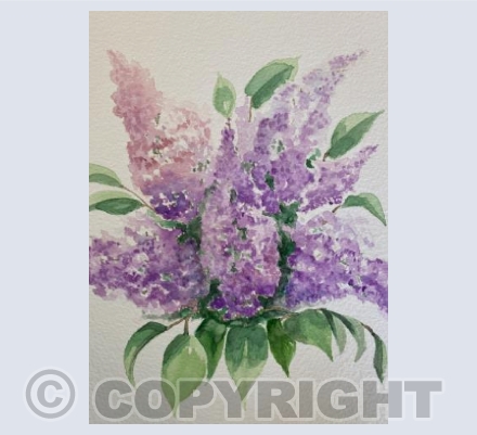 Lilacs 