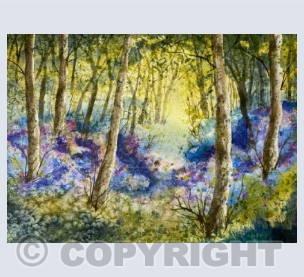 Wild Rhodedendrons 1