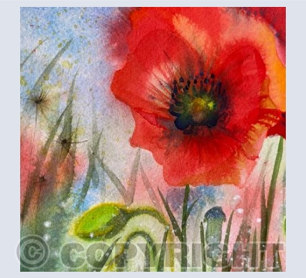 Poppies 3