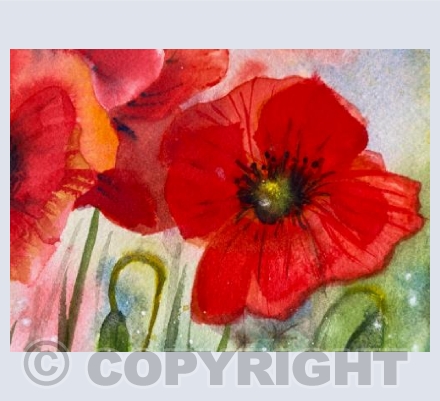 Poppies 4
