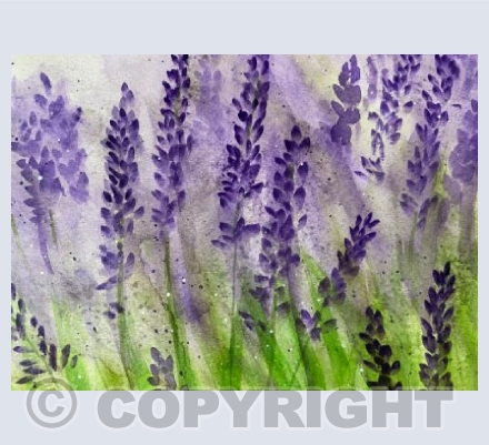 Lavender 1