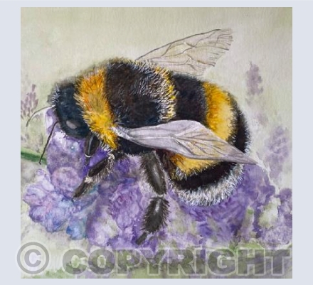 Bumble bee on lavender (Bumble bee 1)