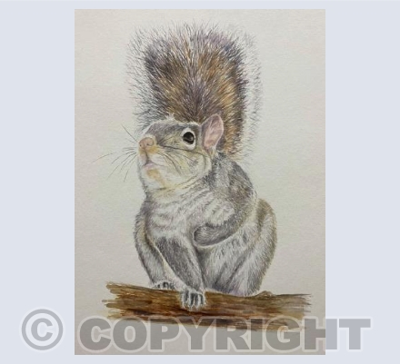 Squirrel 1