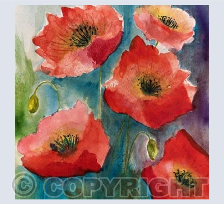 Poppies 7