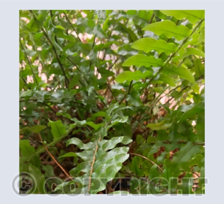 Fern Frond Photo