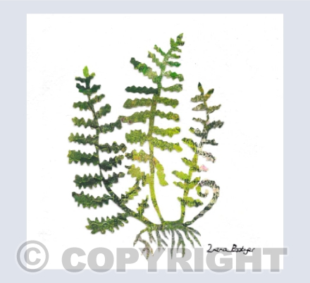 Fern Papercut