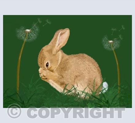 Shy Rabbit