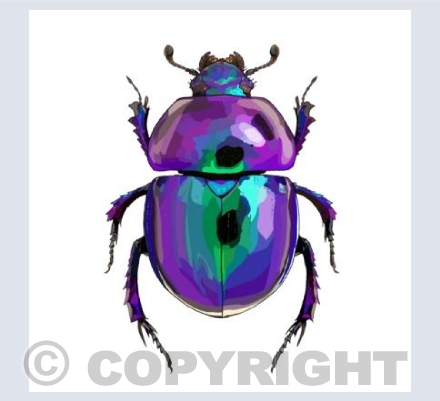 Beetle